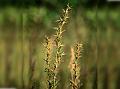 Palmarosa Grass
